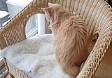 Caturday — Taffy & the Basket Chair