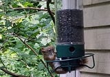 Squirrel Stalemate