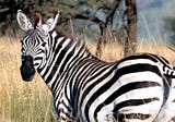 Amazing Zebra Facts: Our Coolest Looking Creature