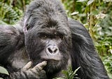 The Belgian principality of Virunga, where Black Lives Matter (less than gorillas)