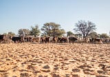 The Ghanzi Ag-Show & Future of Botswana Cattle