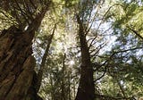 Recruiting Old-Growth Forest is an Act of Faith