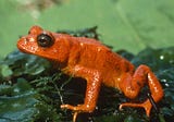 The Golden Toad’s Disappearance Changed Everything