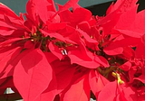 It’s Not Christmas in California without Poinsettias