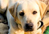 How a Puppy Helped Me Grieve and Find Joy in Life