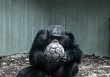 Chimpanzees: A Liberating Perspective on Mathematics Education