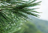Could excess pine needles help solve water pollution in India?