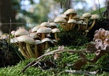 Powerful medicinal mushrooms — nature is full of wonders