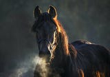 ​Housing Stallions Indoors and the Risks of Respiratory Disease