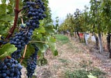 On work, grape harvests, and community