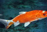 10 Koi Fish Facts You May Not Be Aware Of