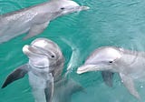 Dolphin Facts — 12 Overlooked Facts About Dolphins