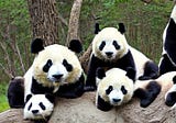 4x Faster Pandas Operations with Minimal Code Change