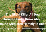 The Silent Killer All Dog Owners Should Know About: Immune-Mediated Hemolytic Anemia