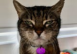 My Cat Dies In The Time Of Trump