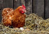 Keeping chickens is not your answer to high egg prices.