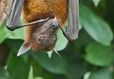 Why do Bats Have a Bad Reputation?