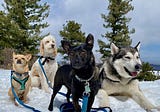 7 Helpful Tips for Hiking in Winter With Dogs