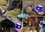 Dans la plus grande ferme de France, le robot Winky fait bouger les lignes !