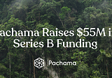 Announcing Pachama’s Series B