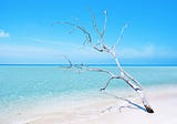 Florida: My Paradise