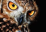 Why I Believe That an Owl Killed Kathleen Peterson
