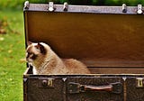 Travel with Cats, Take Two