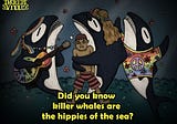 Did You Know Killer Whales Are The Hippies Of The Sea?