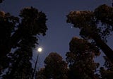 Day 19: Sequoia — Climbing towards the world’s largest tree