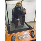 Aaron Bushman