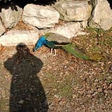 Alain Héribert Schmitt