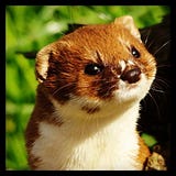 The Grease Weasel