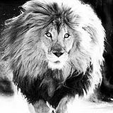 King Vic