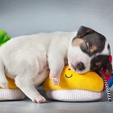 Crazy Dogs Info