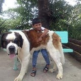 Sharon Asis Blones