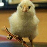 Pollito
