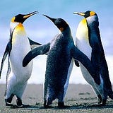 carlos.apuy@aol.com