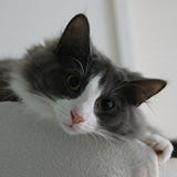 らいとにんぐ