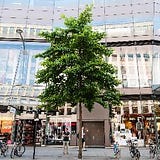 The Street Tree