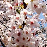 Shino Shoji