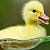 Likitha Adireddy
