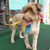 Adriana Freitas Gomes