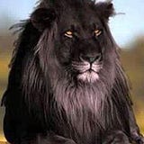David Ballard