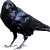 Van Raven