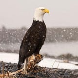 EagleVoice