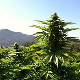 budmother