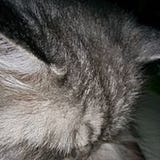 Fussel Dings