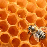 L'abeille et l'architecte