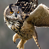 OWL KID
