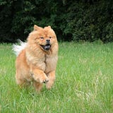 Chow Emma